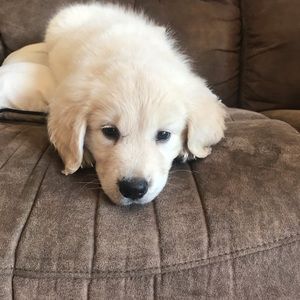 Meet your Posher, Abby